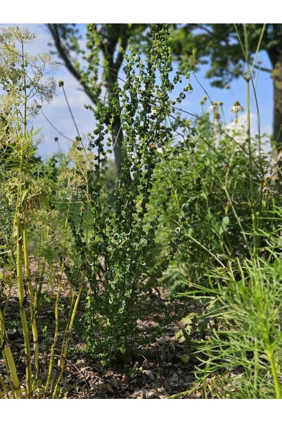 Верба пекінська Кріспа 
